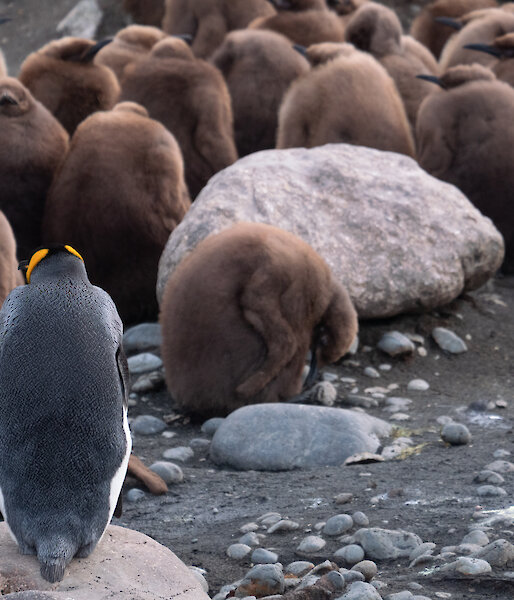King penguin over looks the creche of chicks