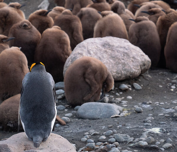 King penguin over looks the creche of chicks