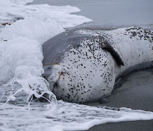 A leopard seal lies on the black sand as a wave crashes over it