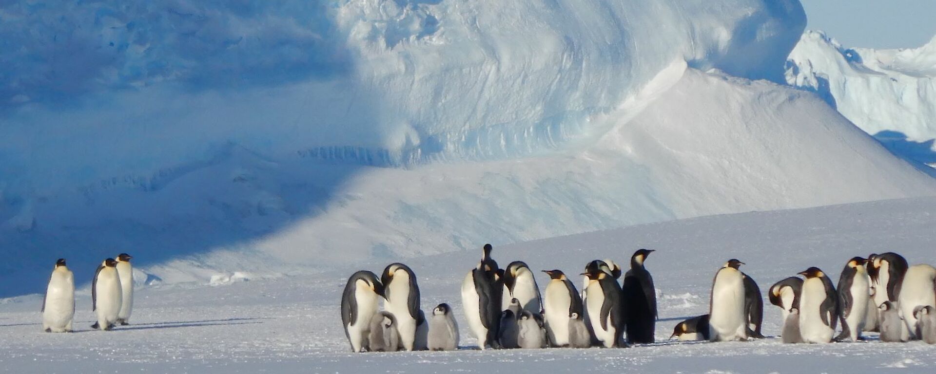 A group of adult emperor penguins with their young chicks on the sea ice.