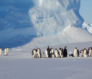 A group of adult emperor penguins with their young chicks on the sea ice.