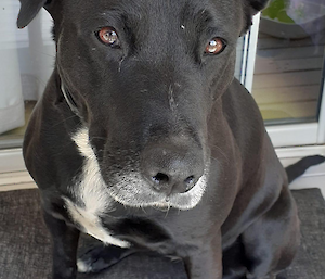 Close up photo of missy, Dane’s pet dog.