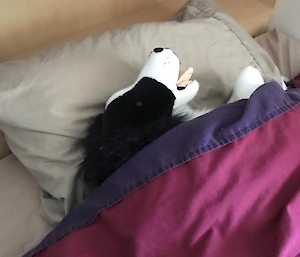 The toy Border Collie dog placed under the doona.