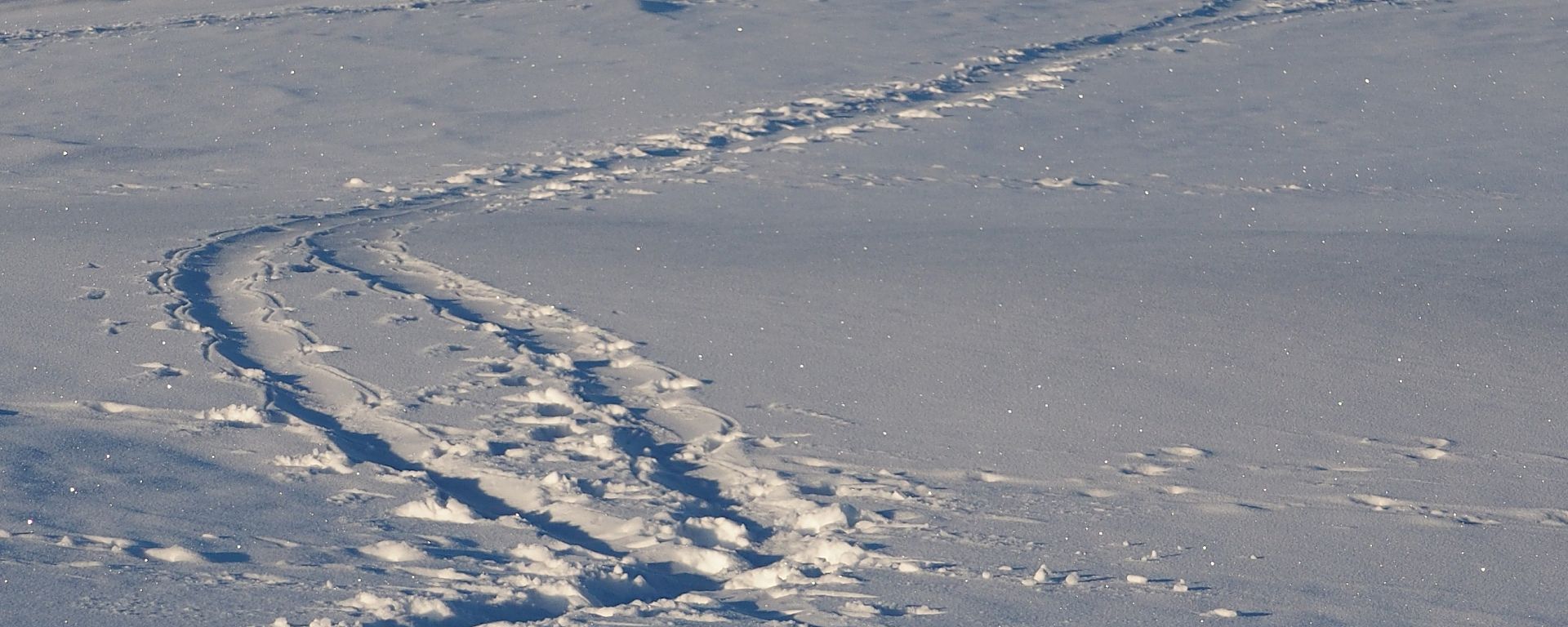Criss-crossed penguin tracks in the snow
