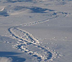 Criss-crossed penguin tracks in the snow