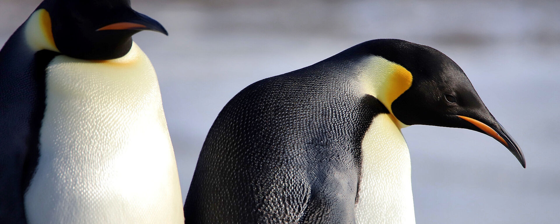 Close up shot of two emperor penguins showing their colour