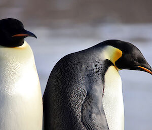 Close up shot of two emperor penguins showing their colour