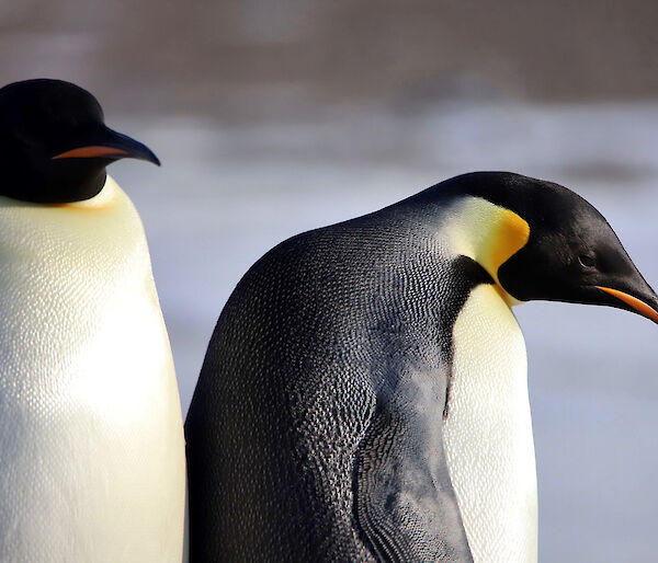 Close up shot of two emperor penguins showing their colour