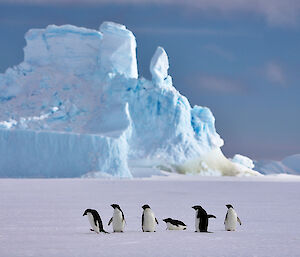Adelie penguins with an iceberg backdrop