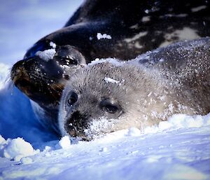 Seal pup in the snow