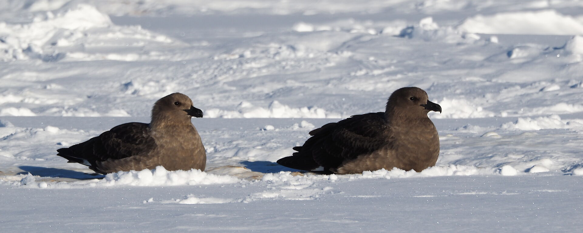 Two skuas in the snow