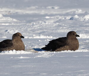 Two skuas in the snow