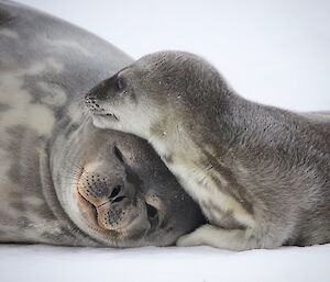 Weddell seal pup and mum cuddling on the ice