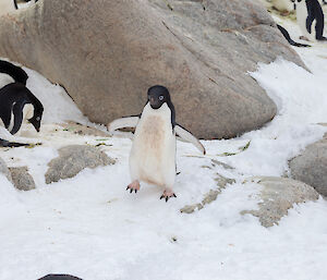 A penguin in front of a rock with a few other penguins in the background