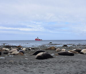 A large red ship sits offshore with a beach full of seal pups in the foreground