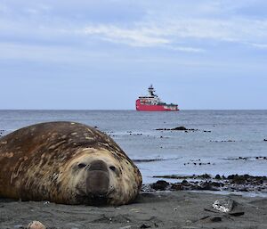 An elephant seal lies on the black sandy beach in front of a large red ship