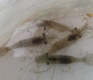 Four Derwent River shrimp captured in the wet well, in perfect condition.