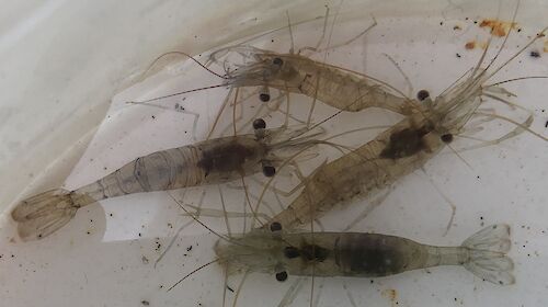 Four Derwent River shrimp captured in the wet well, in perfect condition.