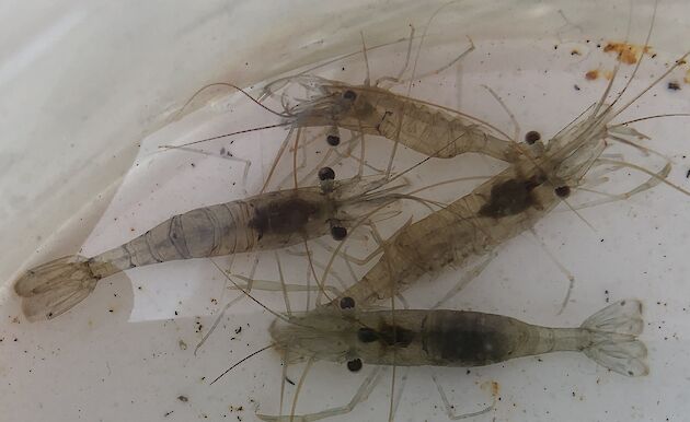Four Derwent River shrimp captured in the wet well, in perfect condition.