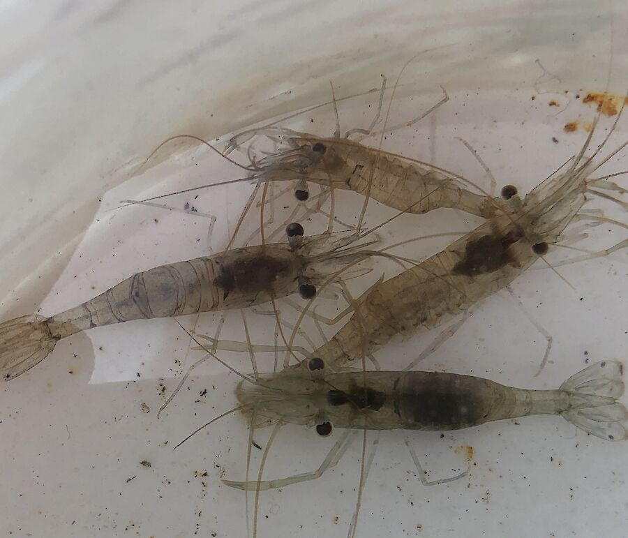 Four Derwent River shrimp captured in the wet well, in perfect condition.