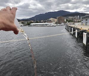 Shrimp being released from a jar into the Derwent River, with a view of Hobart and Mount Wellington behind.