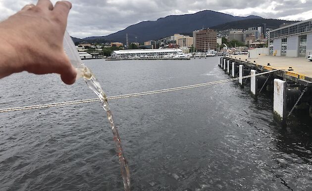 Shrimp being released from a jar into the Derwent River, with a view of Hobart and Mount Wellington behind.