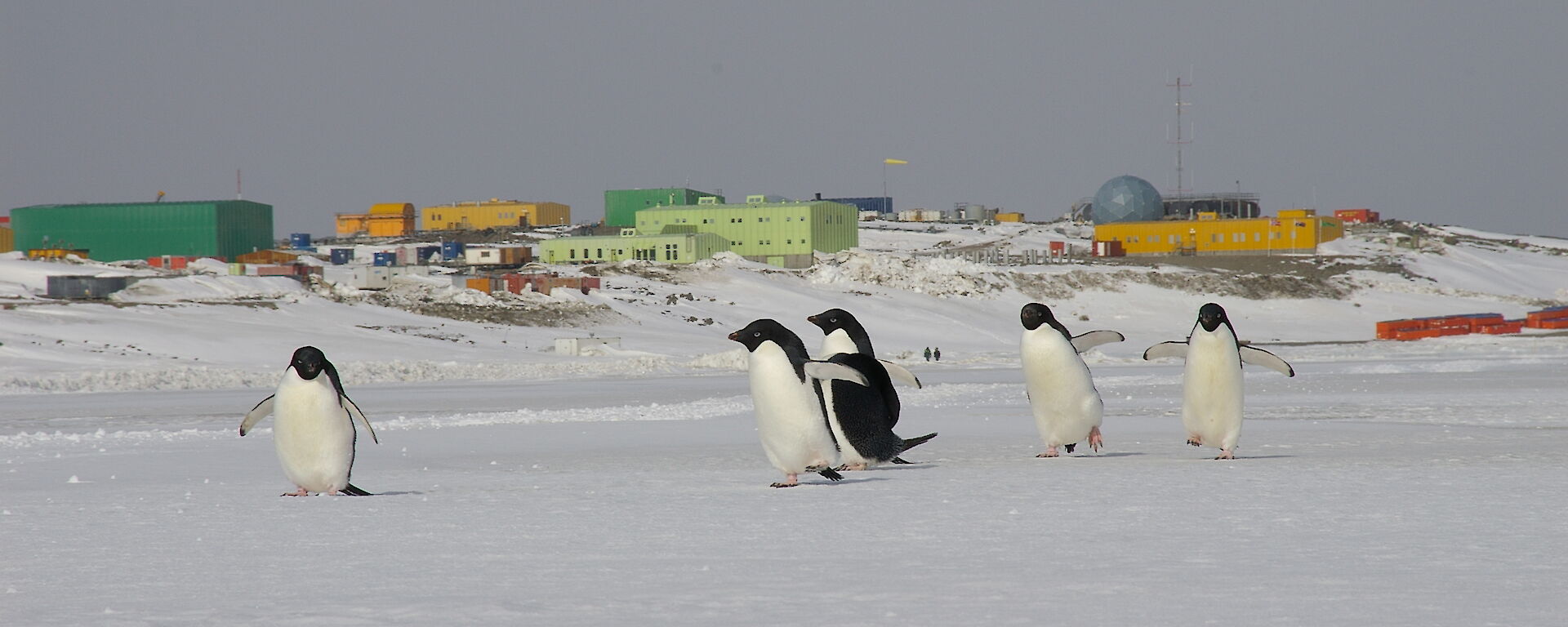 Adelie penguins on sea ice in foreground with Davis station in background