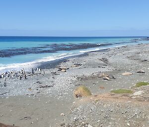Seals and penguins lie on the gray beach with blue seas and skies in the background