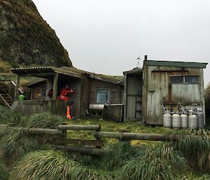 A wooden field hut in amongst the green tussock grass