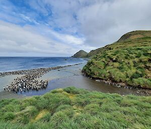 Penguins huddle int he shallow water on the beach surrounded by grassy tussocks