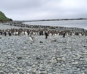 A colony of penguins fill a grey cobbled beach
