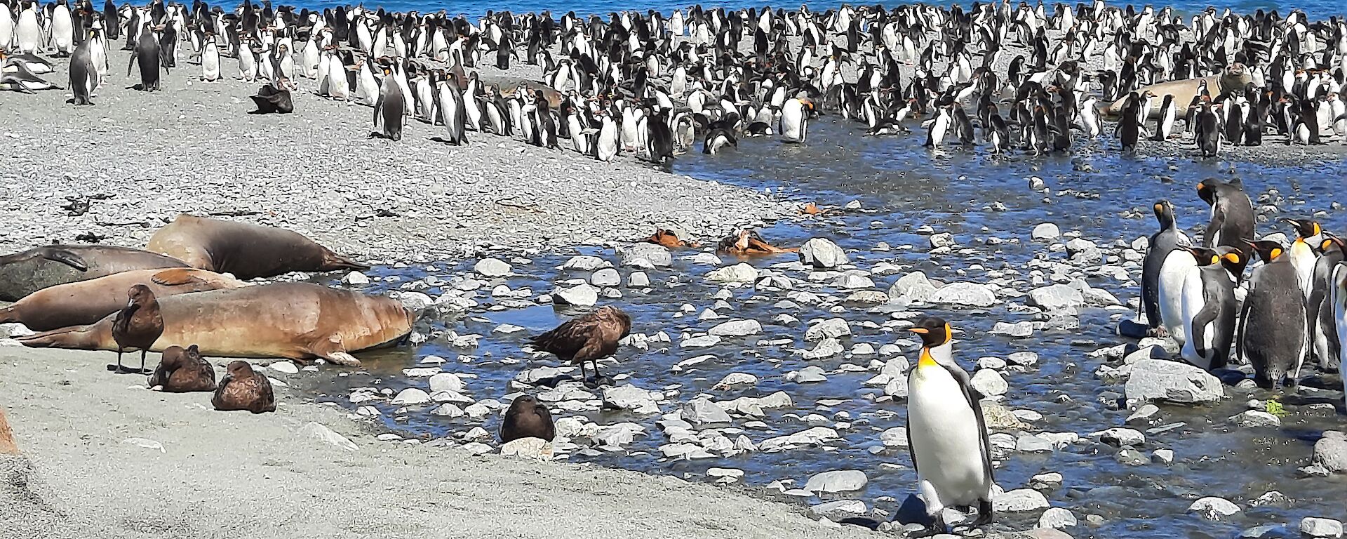 Penguins, skuas and seals line the beach with the blue ocean in the background