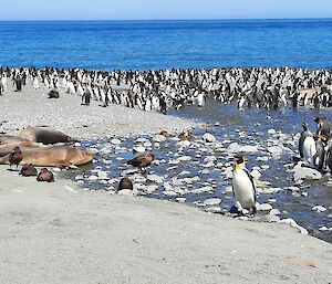 Penguins, skuas and seals line the beach with the blue ocean in the background