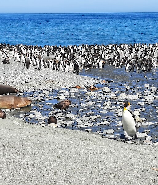 Penguins, skuas and seals line the beach with the blue ocean in the background