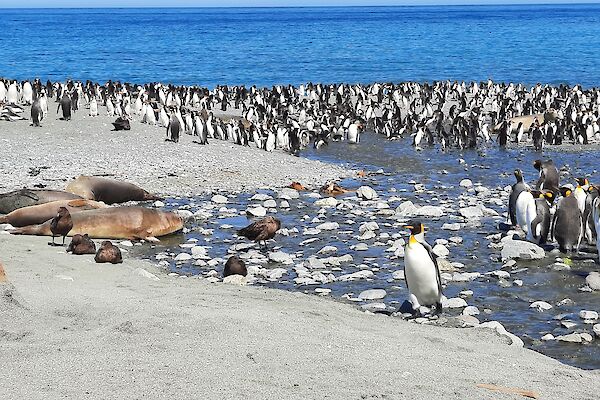 Penguins, skuas and seals line the beach with the blue ocean in the background