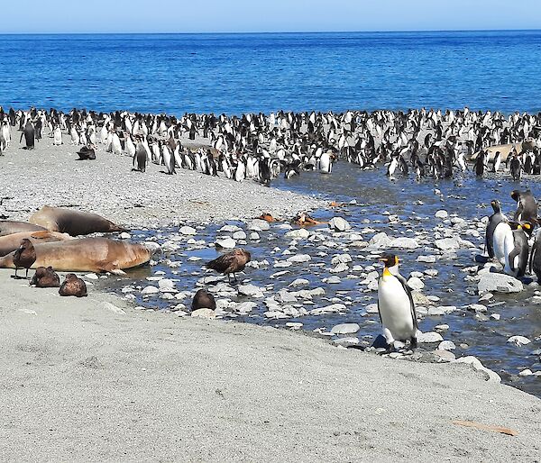 Penguins, skuas and seals line the beach with the blue ocean in the background