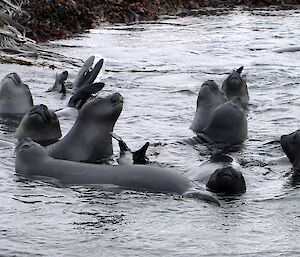 A group of young seals play in shallow water