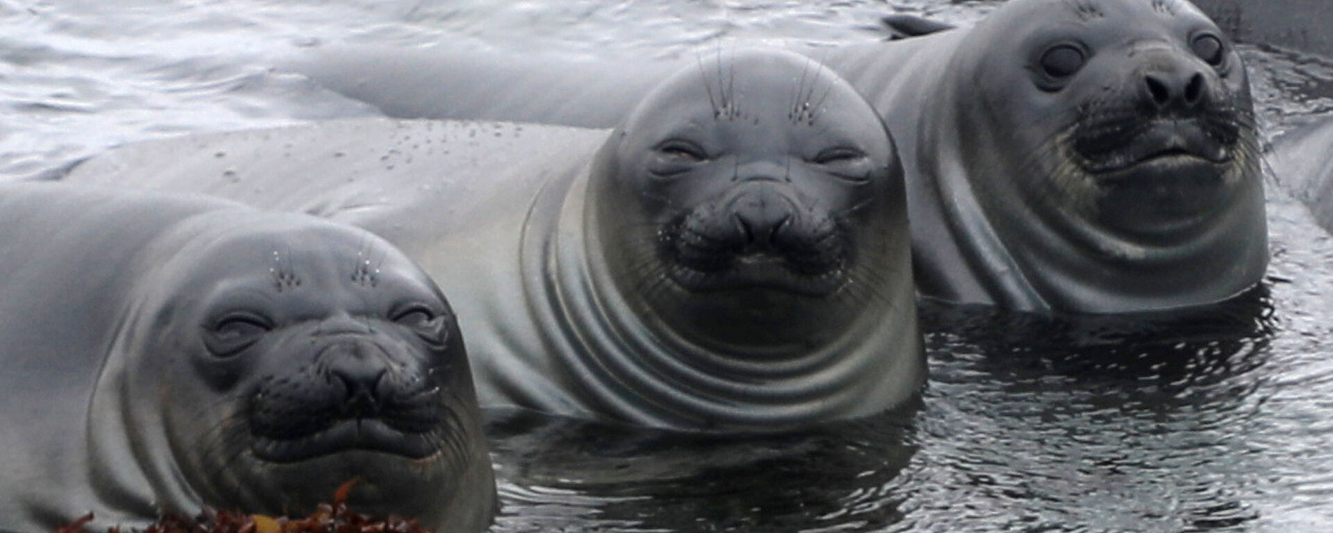 Three young seals lie in shallow water