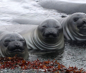 Three young seals lie in shallow water