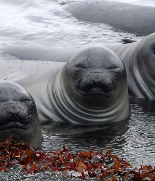 Three young seals lie in shallow water