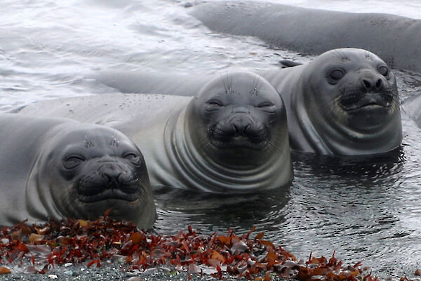 Three young seals lie in shallow water