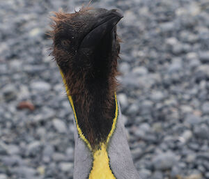 A head shot of a moulting king penguin