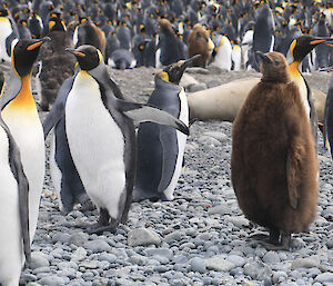 Numerous king penguins and chicks huddle on the grey pebbly beach.  One of the chicks close to camera is sporting fluffy brown feathers.