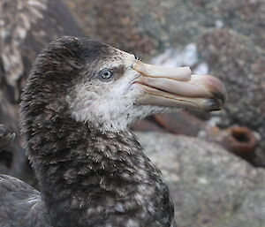 A distinguished head shot of a bird with a large beak