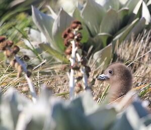 A fluffy skua chick hides in the folage