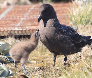 An adult skua and a chick looking at each other amongst the foliage