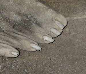 Close up of a seal's flipper with nails that look like fingernails