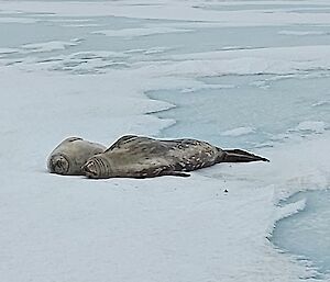 A mum and seal pup laying on the ice and snow