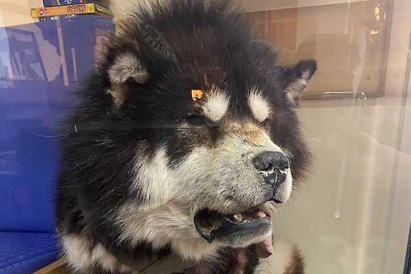 One of the station huskys posing in a glass case in the Red Shed at Mawson