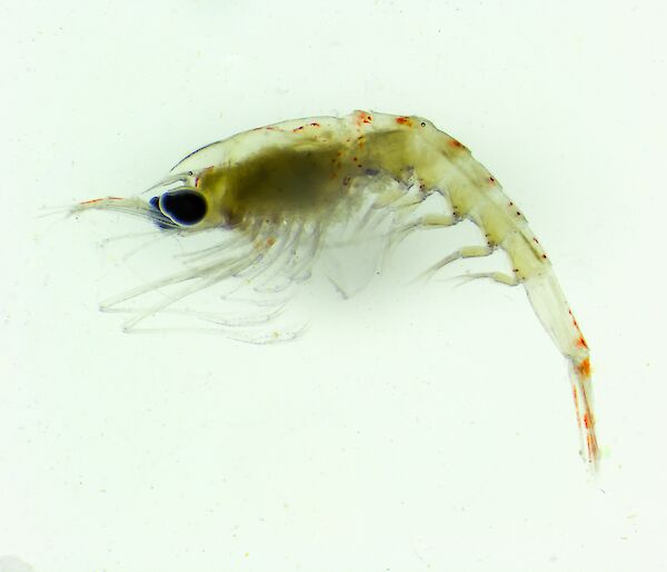 close up of Southern Ocean krill individual